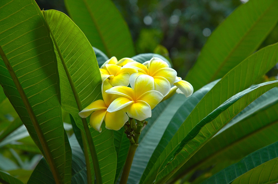 Yellow frangipani plumeria