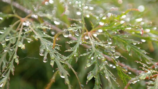 Raindrop leaves drip
