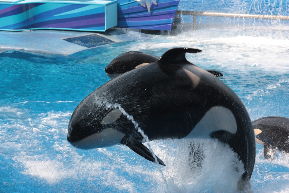 Free willi shamu killer choice
