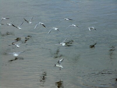 Water gull ocean photo