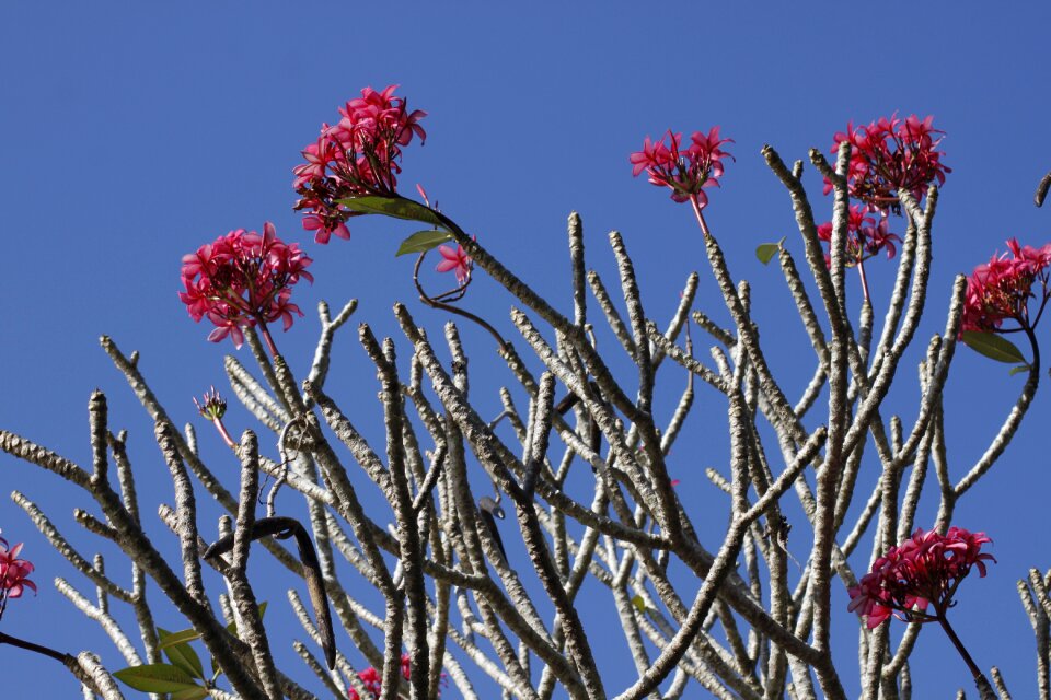 Natural purple plants