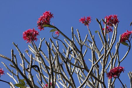 Natural purple plants