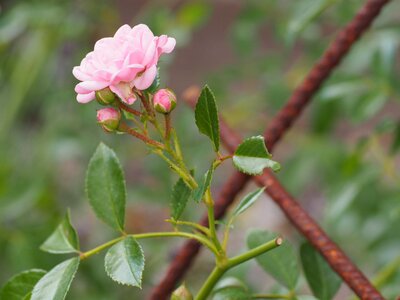 Background plant romance photo