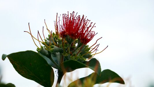 Bloom exotic nature
