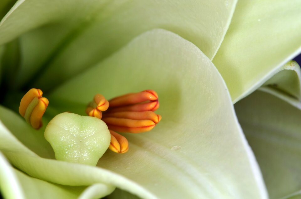 Blossom bloom flower