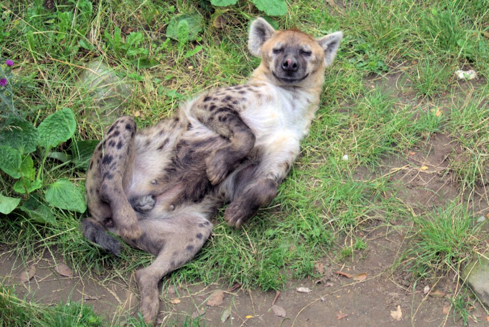 Hyena watch animals funny