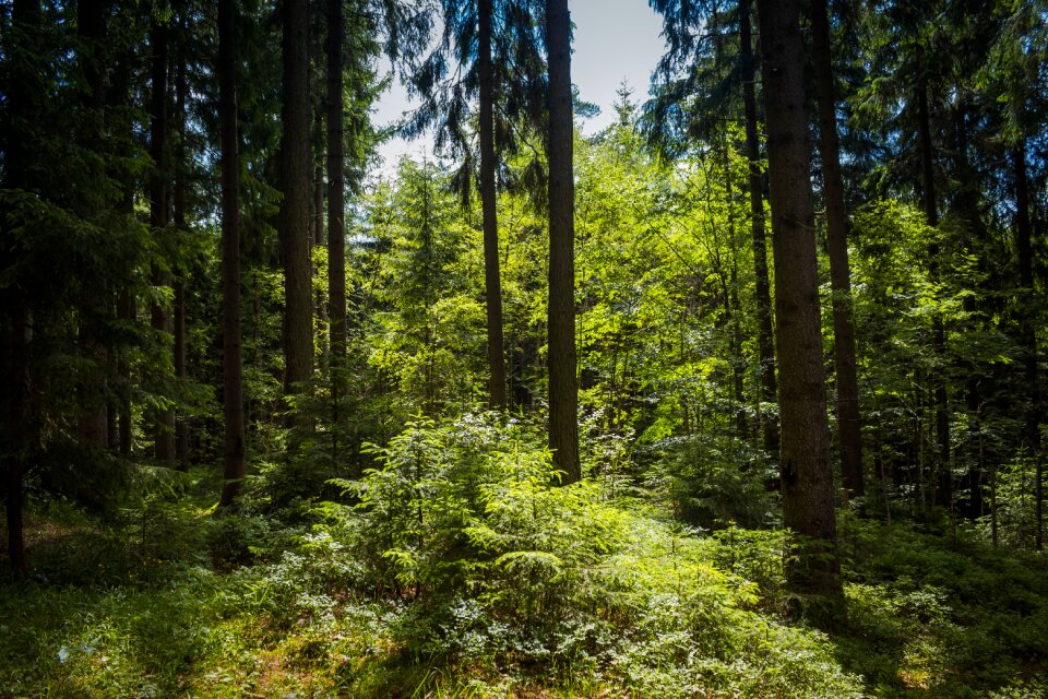 The giant mountains evergreen tree coniferous