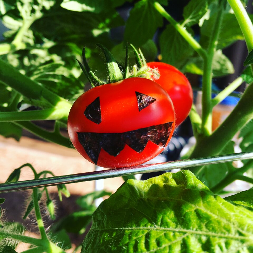Mini tomato dwarf tomatoes the label