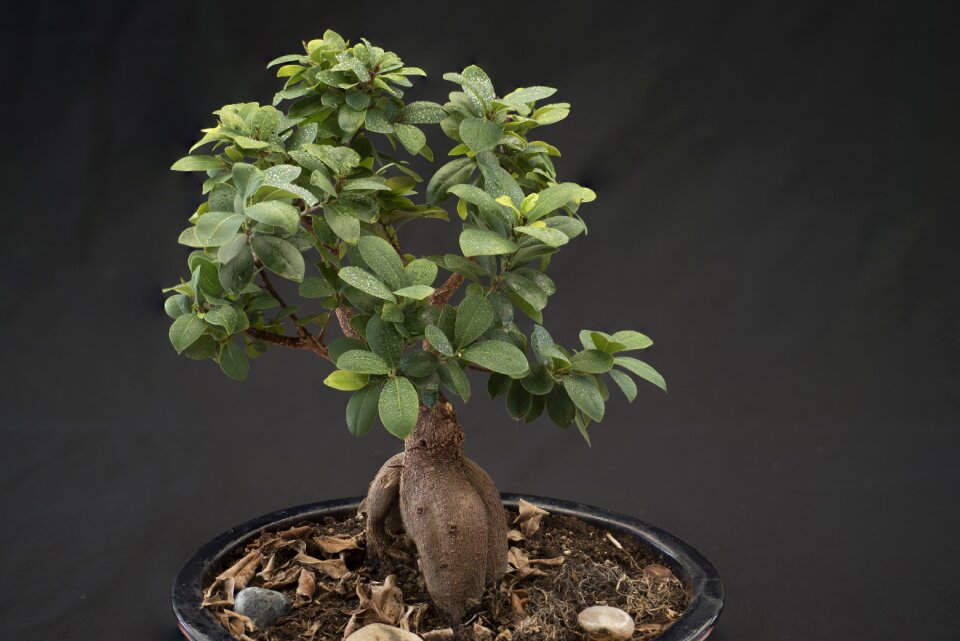 Green japan ornamental plant