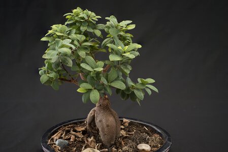 Green japan ornamental plant