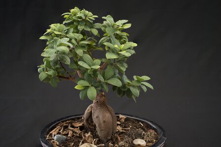 Green japan ornamental plant photo