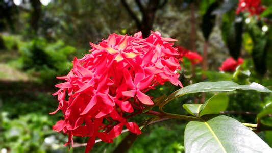 Red flowers west indian jasmine ixora photo