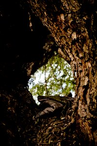 Green forest beauty photo