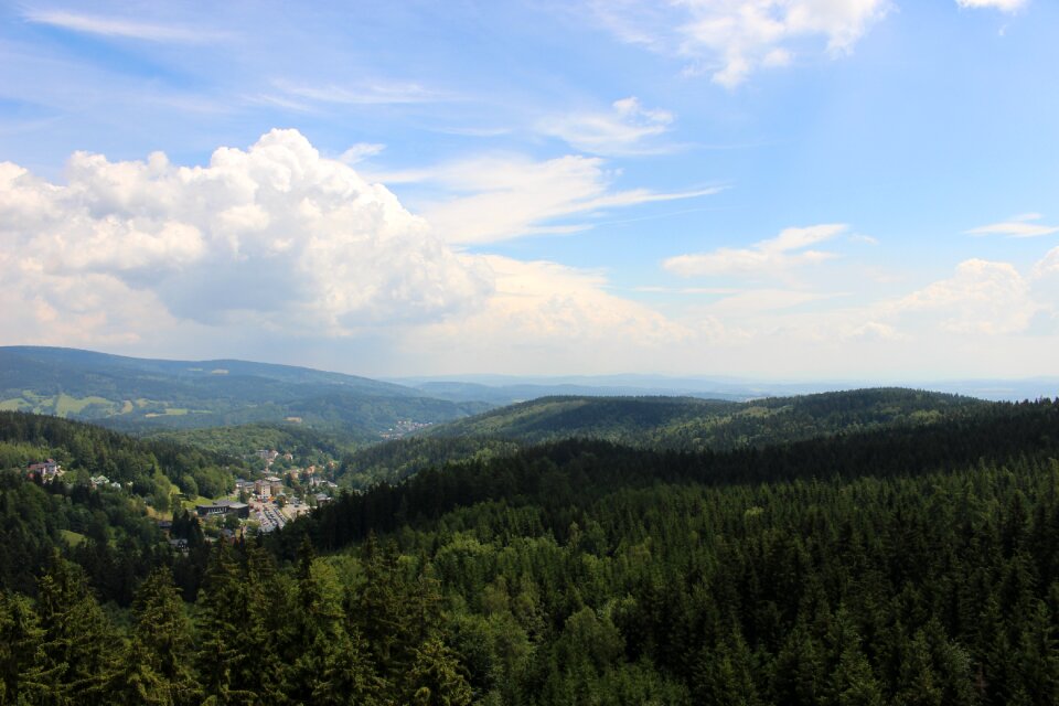 Forest trees trip