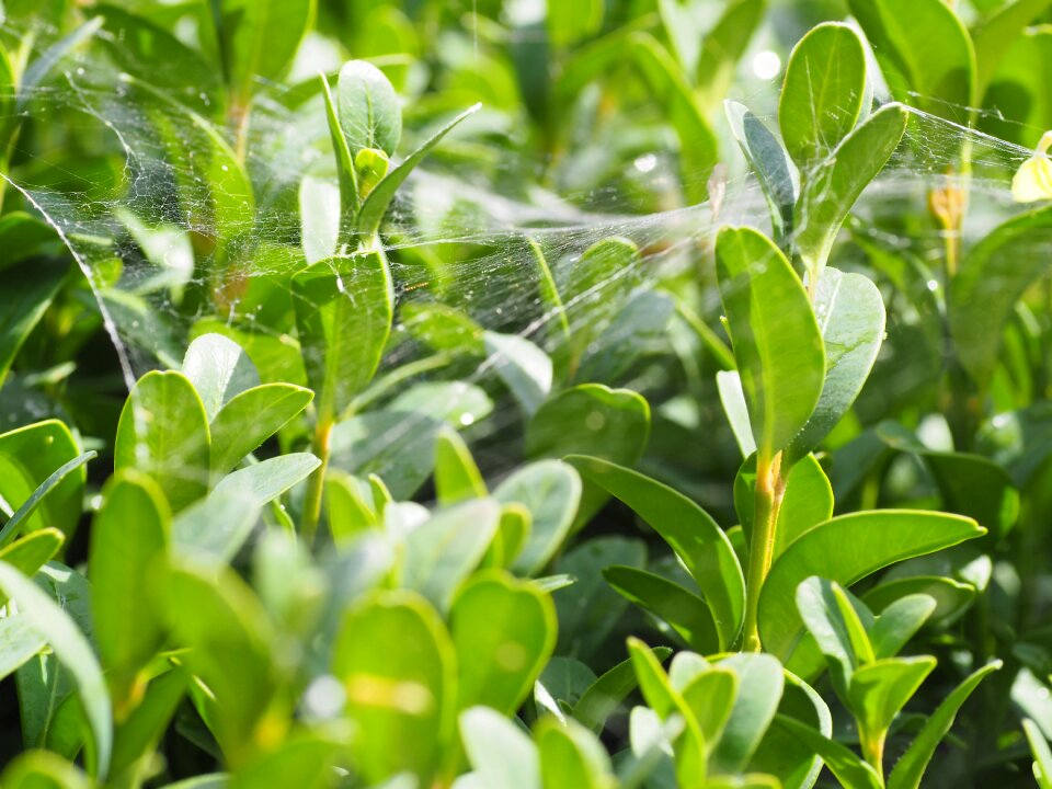 Garden background nature