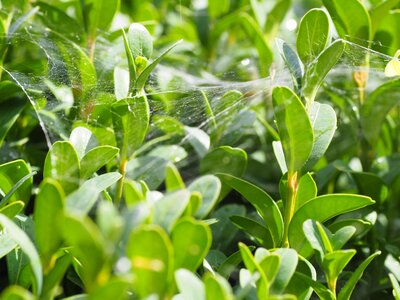 Garden background nature