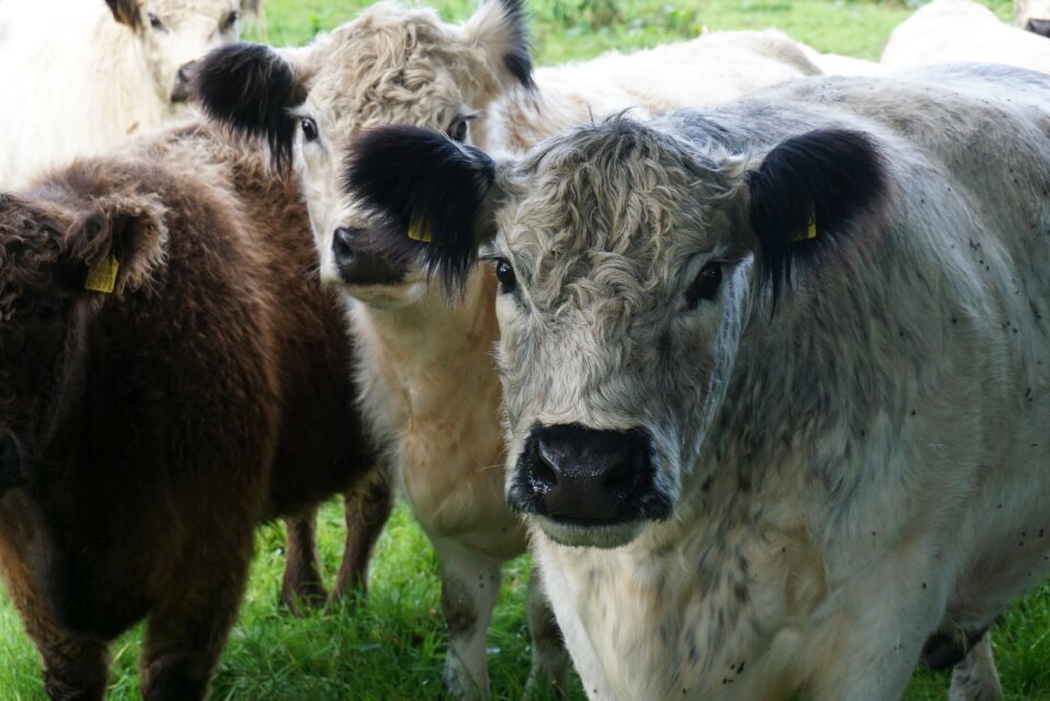 Animals cattle agriculture