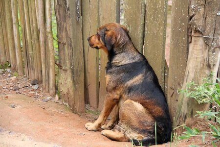 Canine outdoor nature photo