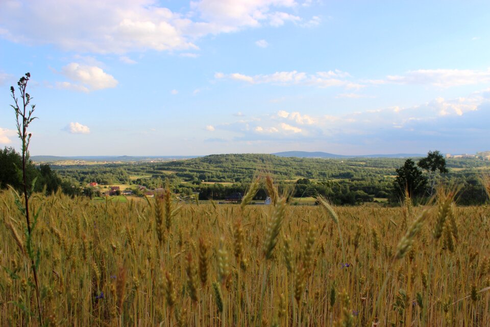 Poland wild grain sunny