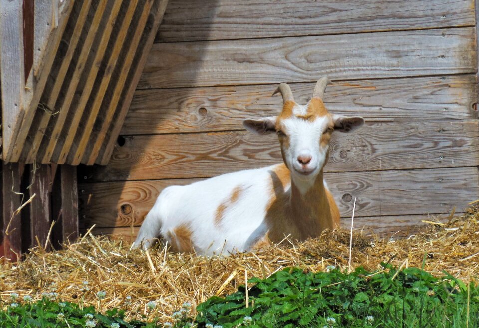 Creature goatee ruminant