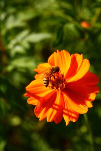 Insects yellow flower yellow cosmos photo