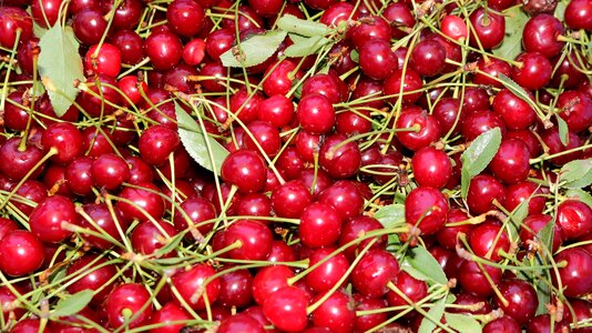 Cherry red fruit photo