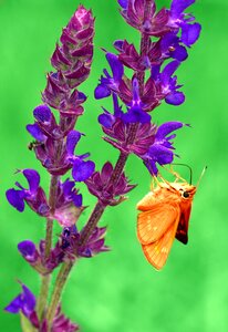 Coloring insecta flower