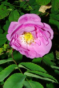 Finnish rose summer