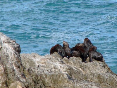 Seaside resort cliff walk basking seals photo