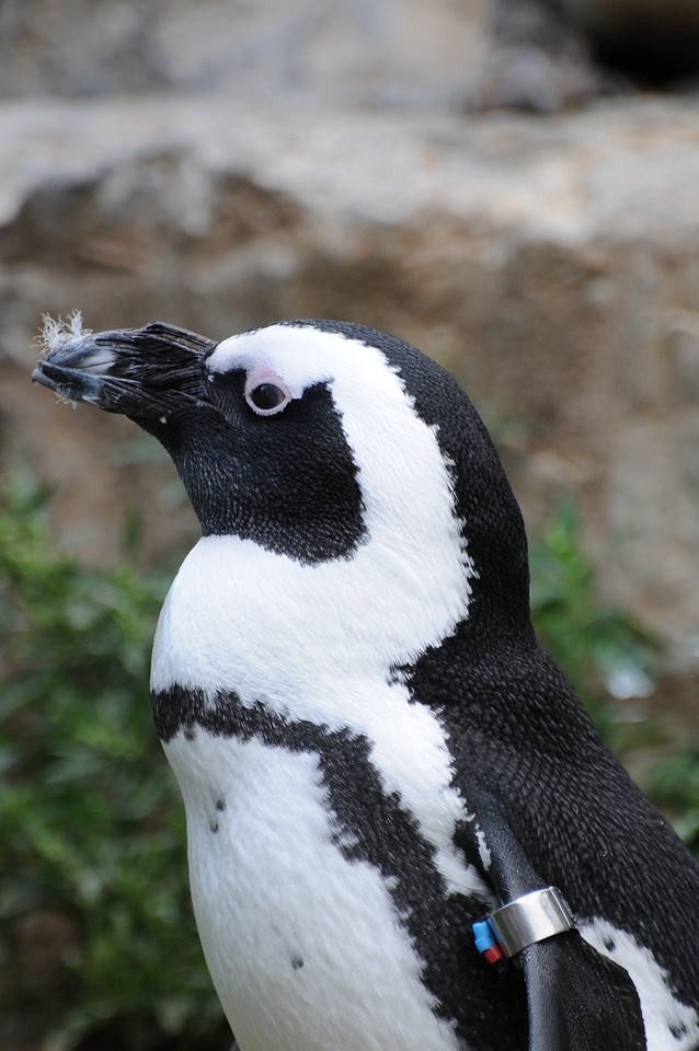 Penguin sea animal