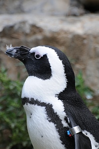 Penguin sea animal