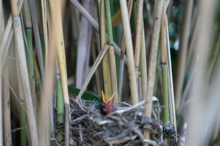 Bird young bird bird's nest
