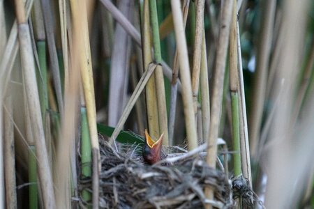 Bird young bird bird's nest photo