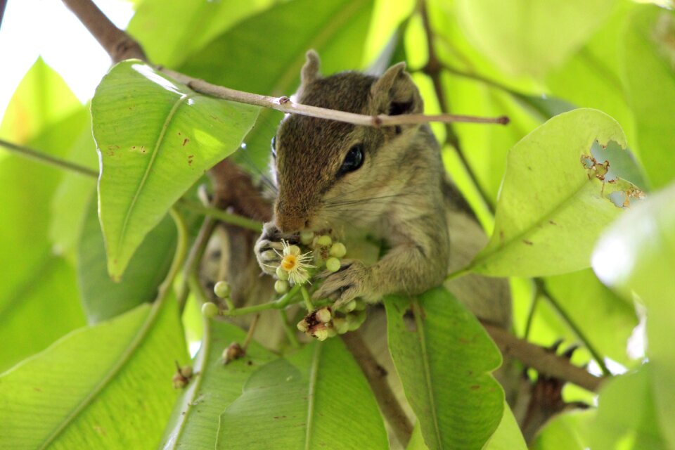 Natural mammal