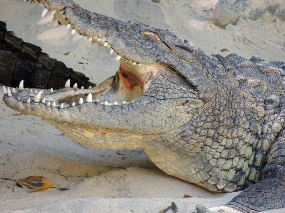 Reptile animal alligator
