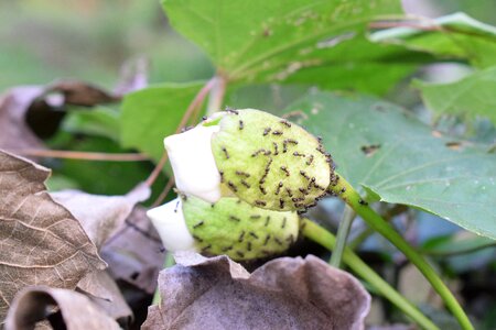 Ant family flower