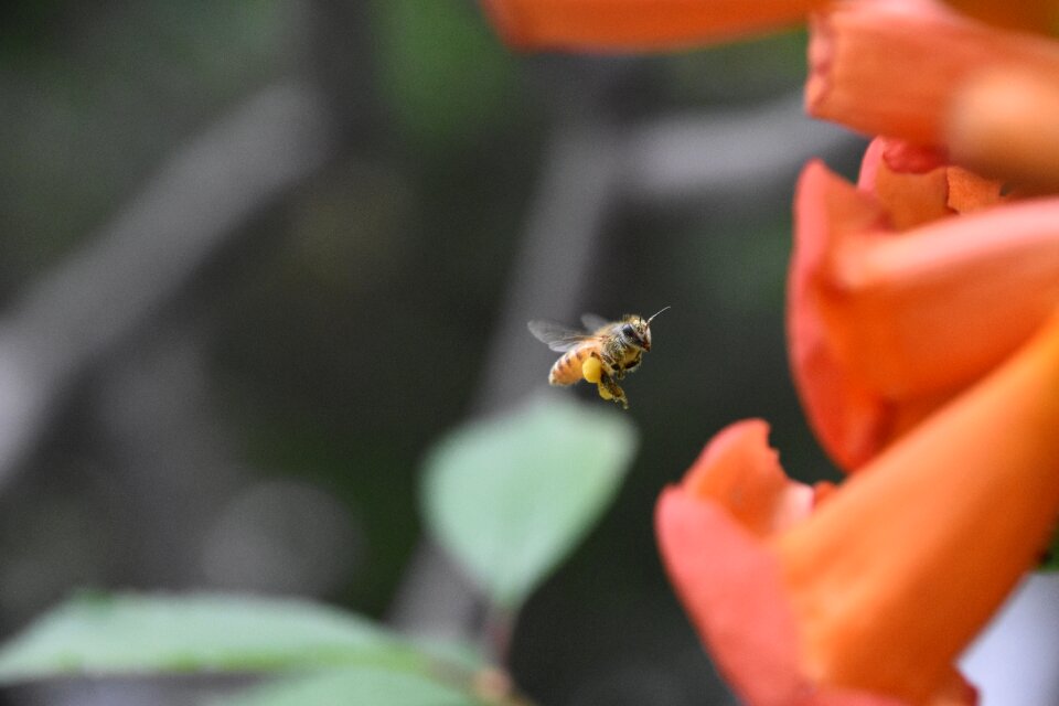 Bee red flowers fly