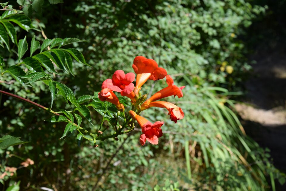 Flowers nature red flowers