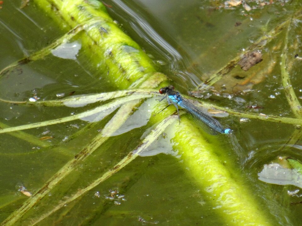 Weeds fishing pool