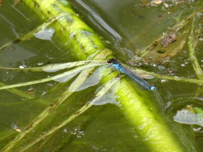 Weeds fishing pool