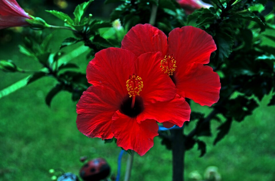 Blossom bloom red