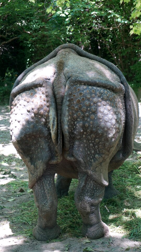 Pachyderm rump from the rear
