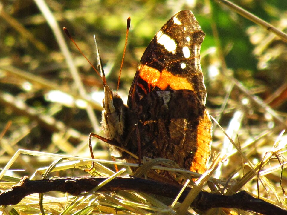 Insects wings summer