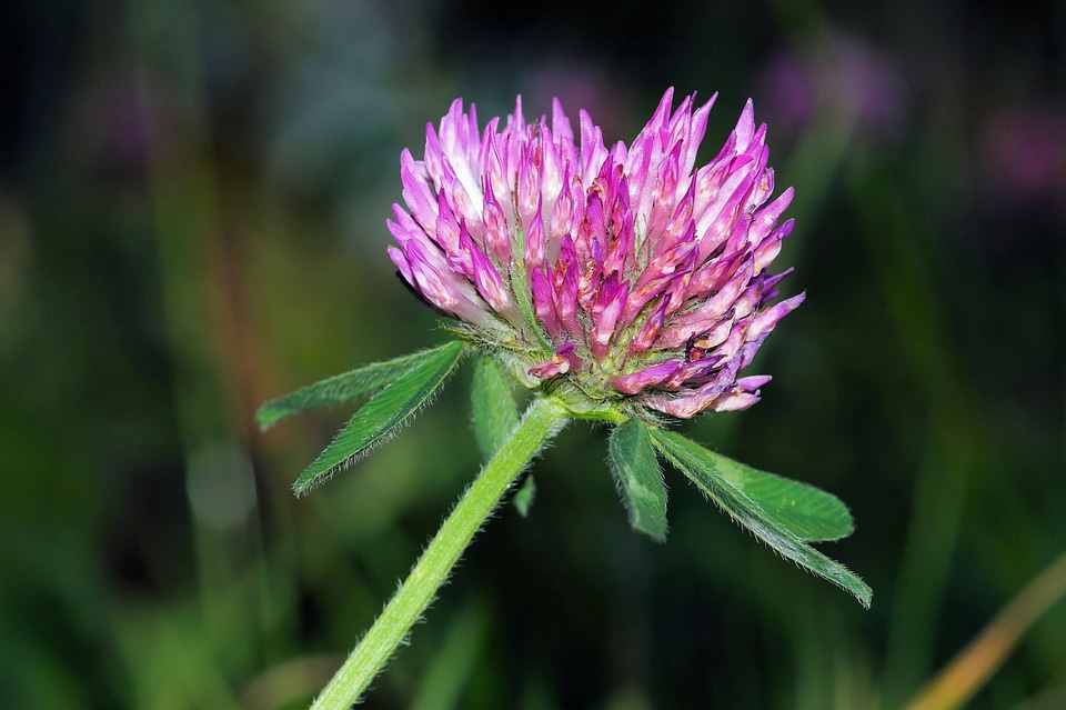 Meadow purple nature