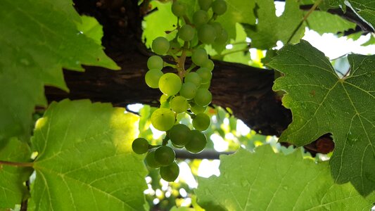 Grapes grocery store garden