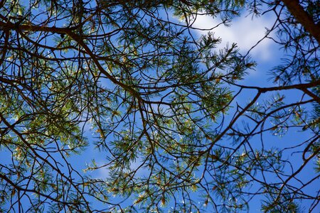 Nature branches fir photo
