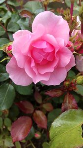 Ros flower pink