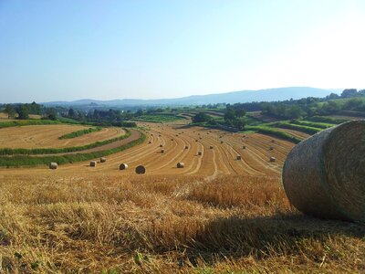 Harvest agriculture nature photo