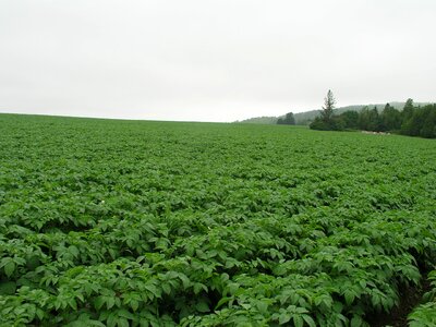 Crop agriculture