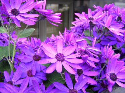 Purple purple flowers